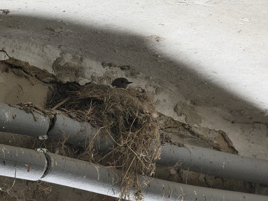 Vogelnest zwischen Leitungen auf der Baustelle